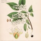 "Gewöhnliche Traubenkirsche (Prunus padus)". Illustration zeigt Blumen mit weißen Blüten und grünen Blättern. Kalender: März 2027.