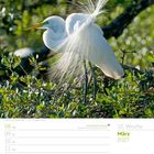 10. Woche, März 2027. Silberreiher mit langen, feinen Federn auf einem Baum in grünem Laub.