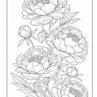 Detaillierte Illustration von Pfingstrosen mit mehreren offenen Blüten und Knospen in einem feinen, skizzierten Stil.