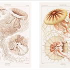 Links oben: "Discomedusae". Illustrationen von Quallen mit tentakelartigen Strukturen und detaillierten anatomischen Ansichten.