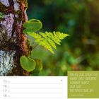 Text: "Ob es das Ende ist oder der Anfang, kommt ganz auf die Perspektive an." März-Kalender 2027. Baum mit Farn.