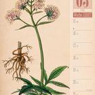 Kalenderseite, 03. März 2027, Woche 11, Illustration einer Baldrianpflanze mit Wurzeln, rosa Blüten und grünen Blättern.