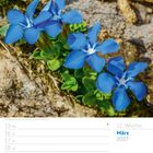 11. Woche, März 2027. Frühlings-Enzian mit intensiven blauen Blüten zwischen steinigen Oberflächen.