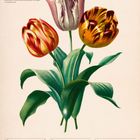 Kalenderblatt mit Illustrationen von drei Tulpen, Beschriftungen "Garten-Tulpe" und "März", Daten vom 15. bis 21. März 2027.