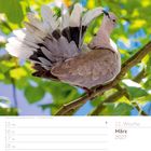 Kalender mit der Woche 15. bis 21. März 2027, 11. Woche. Bild einer Türkentaube auf einem Ast vor grünem Hintergrund.