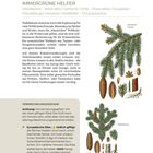 Text: "Nadelbäume – Immergrüne Helfer", "Verwechslungsgefahr: Achtung", "Europäische Eibe (tödlich giftig)". Illustrationen von Tannenzweigen und Zapfen.