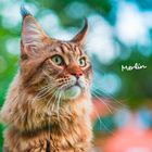 Text: "Merlin". Eine majestätische Katze mit buschigem Fell vor unscharfem, grünen Hintergrund.