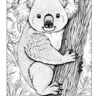 Eine detaillierte Zeichnung eines Koalas, der an einem Baumstamm sitzt, umgeben von Blättern.