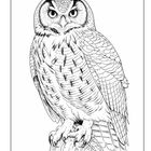 Es ist eine detaillierte Illustration einer Eule, die auf einem Baumstumpf sitzt, mit ausdrucksstarken Augen und Federmustern.