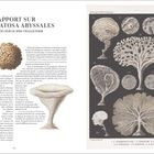 „RAPPORT SUR LES KERATOSA ABYSSALES“, Illustrationen von schwammartigen Strukturen auf zwei Seiten.