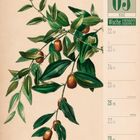 03 März, Woche 12, 2027. Chinesische Jujube. Illustration von grünen Zweigen mit roten Früchten.