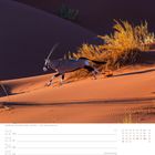 Kalenderseite für März. Daten: 22. bis 28. März. Foto zeigt einen Springbock in der Namib-Wüste, Namibia.