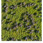 Kalenderseite: 22. März bis 28. März 2027, mit Zebras und Gnus auf grünem Gras von oben fotografiert.