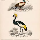 „Schopfibis und Kronenkranich“, Kalender: 22.-28. März 2027, mit Feiertagen. Zwei bunte Vögel auf Zweigen.