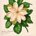 Illustration einer Sumpf-Magnolie, Kalender für die Woche vom 22. bis 28. März 2027, mit Feiertagen.