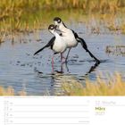 12. Woche, März 2027, Kalender. Zwei amerikanische Stelzenläufer stehen im Wasser, umgeben von Gras.