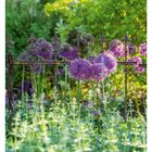 15 April, Mo 12, Di 13, Mi 14, Do 15, Fr 16, Sa 17, So 18. Grüner Garten, violette Blumen, alter Zaun.