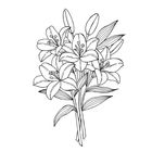 Line-Art-Illustration eines Blumenstraußes mit mehreren Lilien und Blättern.