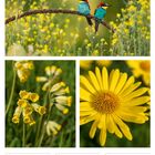 MÄR/APR, 29 Mo, Ostermontag, 13. Woche 2027. Zwei Vögel auf Ast, gelbe Blumen im Hintergrund.