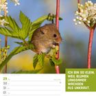 Text: "ICH BIN SO KLEIN, WEIL BLUMEN LANGSAMER WACHSEN ALS UNKRAUT. MÄRZ/APRIL KW13/2027." 
Eine Maus sitzt auf einer Pflanze.