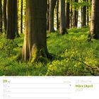 Text: "Buchenwald im Wesergebirge bei Rinteln - Niedersachsen - Deutschland." Kalender mit Buchenwald im Sonnenlicht.