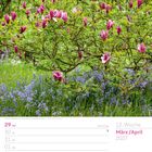 13. Woche, März/April 2027. Purpur-Magnolie und spanische Hasenglöckchen, grün-violette Blütenpracht in einem Garten.