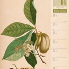 03/04, März/April, Woche 13/2027. Illustration von Blättern, Blüten und Früchten eines tropischen Baumes.