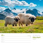 Ostern. März/April 2027. Zwei puschelige Schafe auf einer grünen Wiese vor einer Berglandschaft mit Schnee und blauem Himmel.