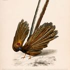 "Argusfasan (Argusianus Argus)" und Kalenderdaten 29. März bis 4. April 2027. Illustration eines prächtigen Vogels.