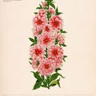 Mandelbäumchen (Prunus triloba); Kalender: 29. März bis 4. April 2027; Illustration mit rosa Blüten und grünen Blättern.