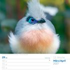 29 Mo, 30 Di, 31 Mi, 01 Do, 02 Fr, 03 Sa, 04 So, 13. Woche, März/April 2027. Spitzschopf-Seidenkuckuck im Porträt.