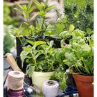 Datum: 16. April. Montag bis Sonntag: 19 bis 25. Frische Kräuter in Töpfen auf einem Gartentisch, mit Schnur und Schaufel.