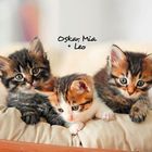 Oskar, Mia + Leo. Drei flauschige Kätzchen liegen nebeneinander in einem beigen Korb.