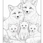 Eine Illustration zeigt zwei erwachsene Füchse und drei Jungtiere, die in einer Blumenwiese sitzen.