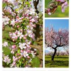 14. Woche 2027, April. Ein Kalender mit blühenden rosa und weißen Kirschblüten. Eine kleine grüne Frosch sitzt auf den Blüten.