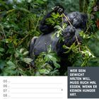 APRIL KW14/2027. Ein Gorilla isst Blätter im dichten Grün mit der Aufschrift: „Wer sein Gewicht halten will...“.