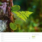 14. Woche, April 2027. Eine Farnepflanze wächst auf baumbewachsener Rinde vor unscharfem Hintergrund.