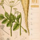 Auf der rechten Seite: "04 April, Woche 14, 2027". Illustration mit Pastinake-Pflanze, umgeben von botanischen Skizzen.