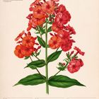 Text: "Hoher Stauden-Phlox", "14. WOCHE 2027", "April". Illustration einer roten Phloxblume mit grünen Blättern.