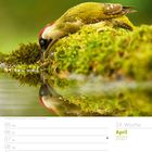 April 2027 Kalender, 14. Woche. Grüner Specht trinkt an einem Teich.