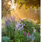 Blumenbeet im Morgensonnenschein mit Waldbeiben und Rose. Strahlende Sonnenstrahlen fallen durch Bäume auf bunte Blumen.