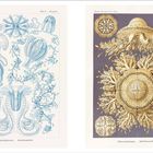Links: "Ctenophorae - Kammquallen", Illustrationen in Blau. Rechts: "Discomedusae - Scheibenquallen", Illustrationen in Gold.