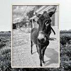 Es gibt keine sichtbaren Texte. Ein Schwarz-Weiß-Foto eines Esels, der auf einem Weg steht, im Hintergrund Gebäude.
