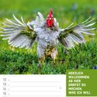 HERZLICH WILLKOMMEN. AB HIER DARFST DU MACHEN, WAS ICH WILL. Ein Hahn breitet die Flügel auf einer Wiese aus.