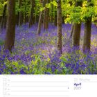 Kalenderseite: 15. Woche, April 2027. Foto: Hasenglöckchen in einem Buchenwald mit grünem Laub und violetten Blüten.