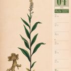 Ein Kalender zeigt Woche 15|2027, 4. April. Illustration einer Gewürznelke mit Blüten und Wurzel.