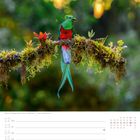 "Quetzal im Regenwald - Limón - Costa Rica." Kalenderwoche 15, April. Ein bunter Vogel sitzt auf einem bewachsenen Ast.