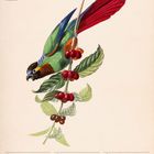 "Blaumaskenamazone" und "April" in roter Schrift; ein bunter Vogel sitzt auf einem Zweig mit roten Früchten. Kalenderdaten 12-18.