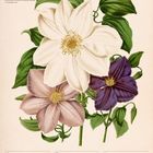 "Walderbe (Clematis)" und "April". Kalenderseite mit drei Clematisblüten in Weiß, Rosa und Lila, umgeben von grünen Blättern.