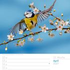 Text: "15. Woche, April 2027, Blaumeise (Cyanistes caeruleus)". Eine Blaumeise fliegt über Kirschblüten.